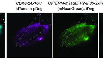 Химики разработали уникальный инструмент для изучения РНК в живых клетках