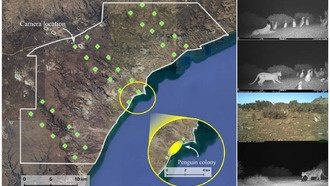 Пингвины изменили поведение и социальную жизнь пум в Патагонии