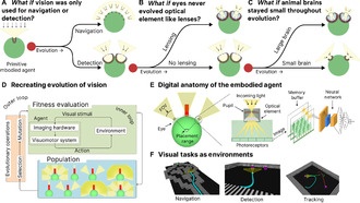Учёные создали «научную песочницу» для изучения эволюции зрения