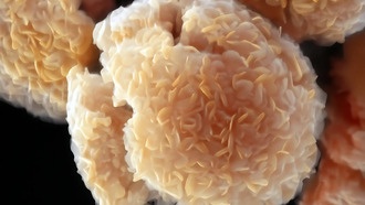 Учёные разработали дешёвый метод синтеза перспективных материалов MXene