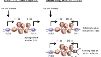 Учёные выяснили, как упаковка ДНК помогает экспрессии генов