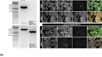 Короткая пауза в работе генов могла стать ключом к эволюции сложной жизни