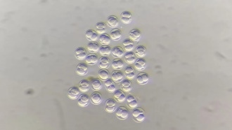 Древняя вирусная ДНК управляет развитием эмбриона на самых ранних стадиях