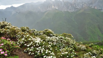 Как горообразование и изменение климата формировали альпийское биоразнообразие 30 миллионов лет