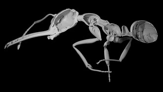 Муравьи эволюционировали, жертвуя прочностью ради численности