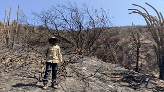 Последствия лесных пожаров для почвы сохраняются десятилетиями