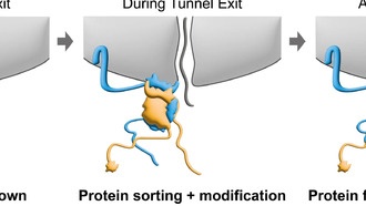 Ученые раскрыли новую функцию белка NAC в клеточном «производстве»