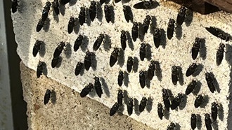 Ученые создали доступную систему переработки пищевых отходов с помощью личинок мух