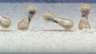 Капли дождя формируют «песчаные шарики», усиливая эрозию почвы