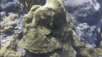 Учёные нашли молекулярный механизм видообразования у кораллов