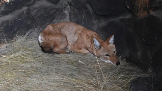 Первый случай спасения и возвращения в дикую природу эфиопского волка