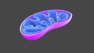 Ученые разработали экспериментальные препараты для ускорения метаболизма