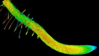 Ученые раскрыли механизм скручивания корней растений
