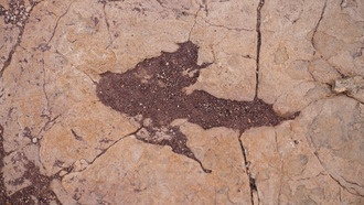В Боливии обнаружено рекордное скопление следов динозавров