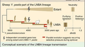Учёные нашли древнюю чуму в овце и раскрыли тайну её распространения