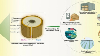Этилен и кислород помогают растениям восстанавливать защитный слой после повреждений