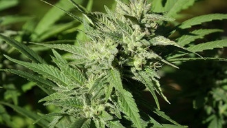 Ученые раскрыли происхождение ТГК, КБД и КБК в конопле