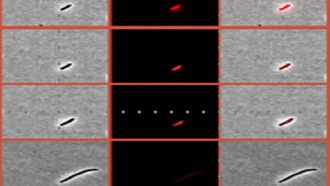 Бактерии выживают после антибиотиков двумя разными способами