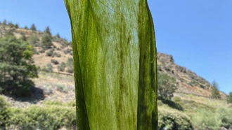 Массовое цветение нитчатых водорослей меняет экосистемы рек, но не нарушает их работу