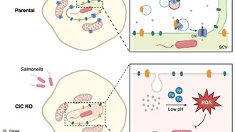 Сальмонелла перехватывает митохондриальный транспортер, чтобы обезвредить защитные системы клетки