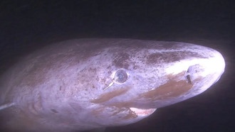 Гренландские акулы сохраняют зрение на века благодаря механизму репарации ДНК