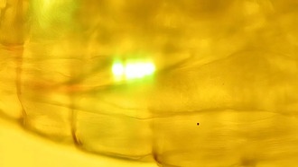 Зоопланктон ежедневно переносит сотни частиц микропластика в глубины океана