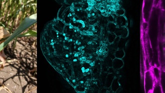 Гриб-паразит заставляет кукурузу образовывать опухоли, перехватывая механизм роста корней