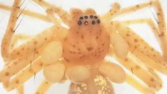 В Бразилии описали второй вид клещей-паразитов пауков