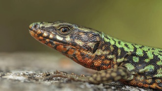 Как биологическая версия «камень-ножницы-бумага» определяет сохранение или исчезновение окраски ящериц