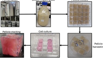 Учёные предложили использовать пивные дрожжи для создания искусственного мяса