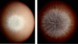 Учёные объяснили уникальную «фейерверочную» форму остатка сверхновой Pa 30