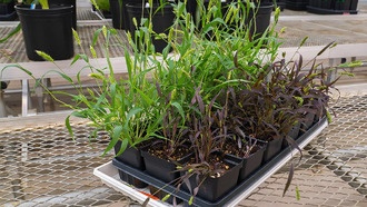 Зерновые культуры превратили в живые биосенсоры