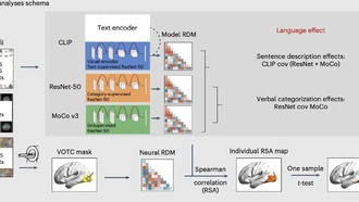 Язык влияет на зрительное восприятие как у людей, так и у ИИ