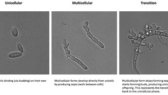 Ученые нашли генетический переключатель между одноклеточной и многоклеточной формами жизни