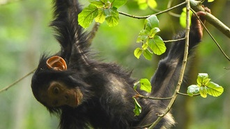 Учёные выяснили, что шимпанзе-младенцы рискуют больше подростков