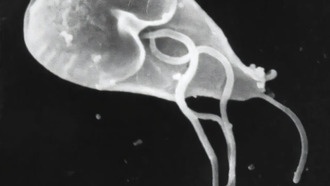 Паразит «отказался от секса» для заражения новых хозяев, но это путь к вымиранию