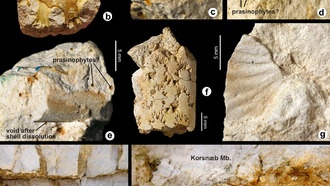 Аммониты пережили падение астероида, погубившего динозавров, свидетельствуют новые данные