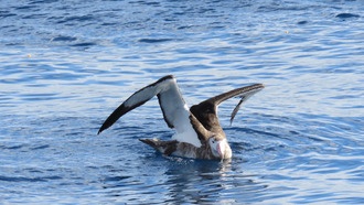 Учёные связали потепление с древним «солёным сгустком» в океане