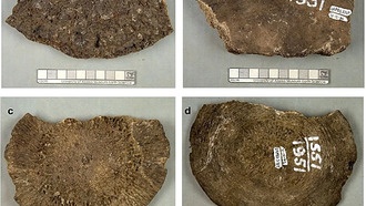 Останки мамонтов на Аляске оказались костями древних китов