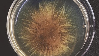 Как популяционные бутылочные горлышки влияют на кооперацию бактерий