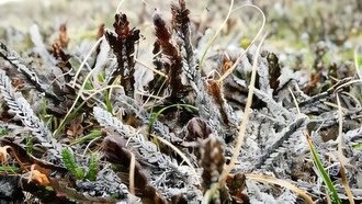 Арктика вступила в новую эру экстремальной погоды