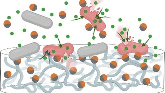Наночастицы-«двуликие Янусы» возвращают силу антибиотикам
