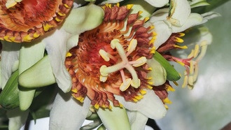 Ботанические сады не могут эффективно делиться знаниями из-за разрозненных данных