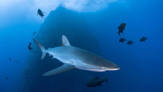 Исследование показало, что морские заповедники недостаточно защищают шелковых акул