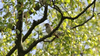 Соловьи координируют высоту и длительность нот в вокальных дуэлях за территорию