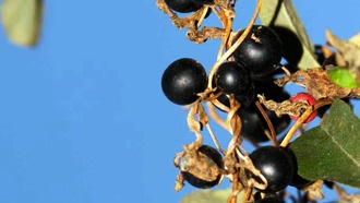 Асексуальный вид ямса обманывает птиц с помощью мимикрии для распространения