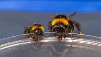 Почему пчелиные матки перестают добывать нектар: разгадка в волосках на языке