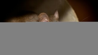 Почему самки мышей выбирают нескольких отцов для потомства