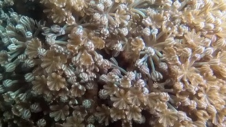 Как мягкий коралл синхронизирует движения щупалец без мозга