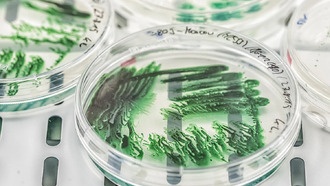 Цианобактерии научились использовать токсичный гуанидин в качестве источника азота